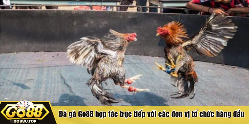 Đá gà Go88 hợp tác trực tiếp với các đơn vị tổ chức hàng đầu